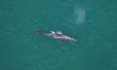 Gray Whale