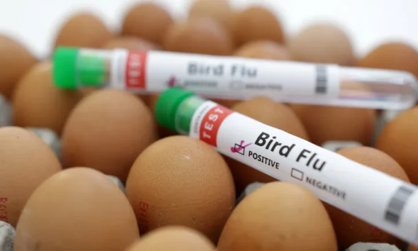 Bird flu